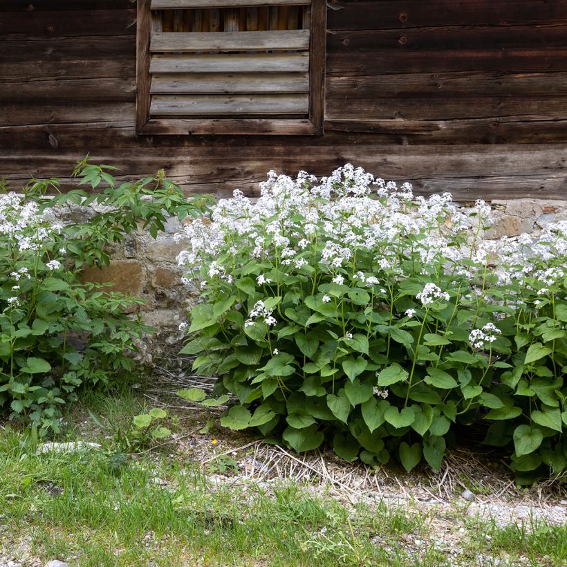 Ausdauerndes Silberblatt - Lunaria rediviva (Plant habit)