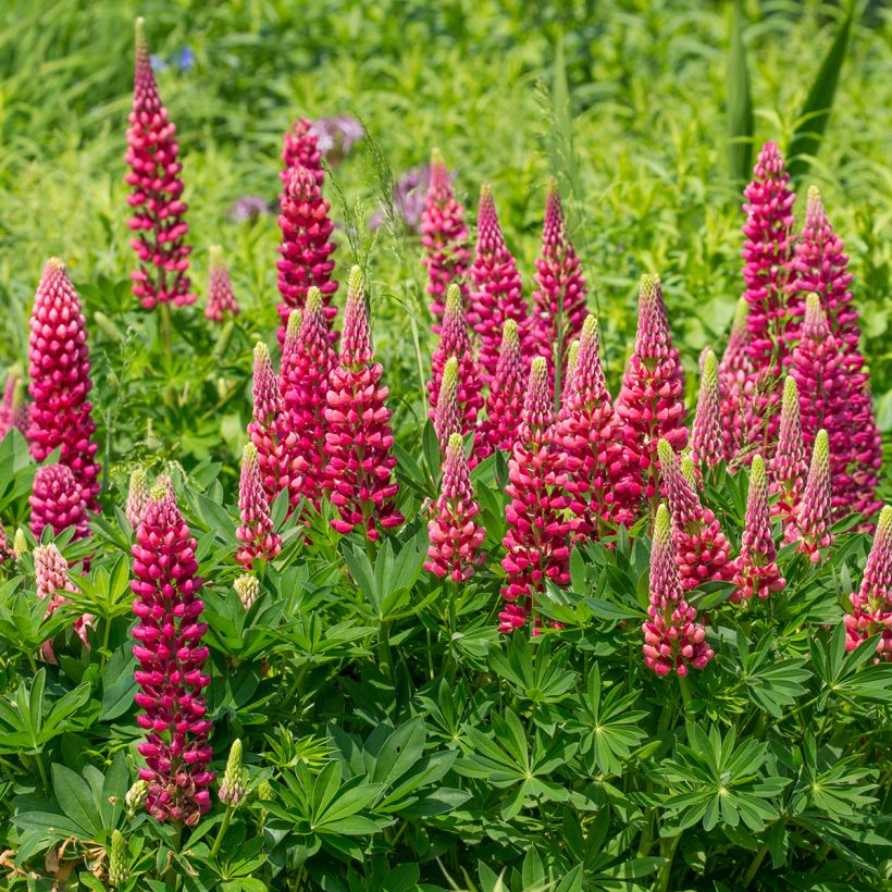 Staudenlupine Gallery Red (Plant habit)
