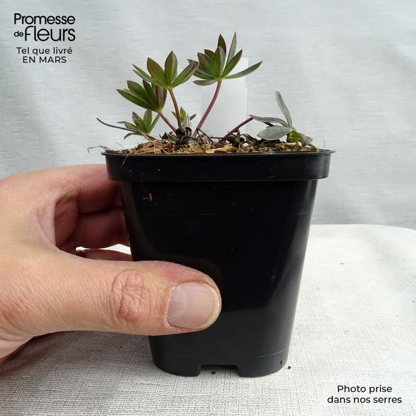 Example of Staudenlupine Gallery Red Kleine Töpfe von 8/9 cm as you get in printemps