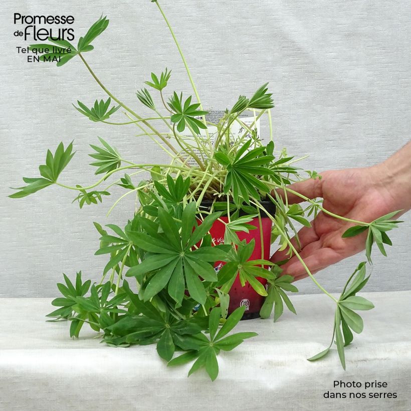 Example of Staudenlupine Gallery Red Topf mit 2L/3L as you get in printemps