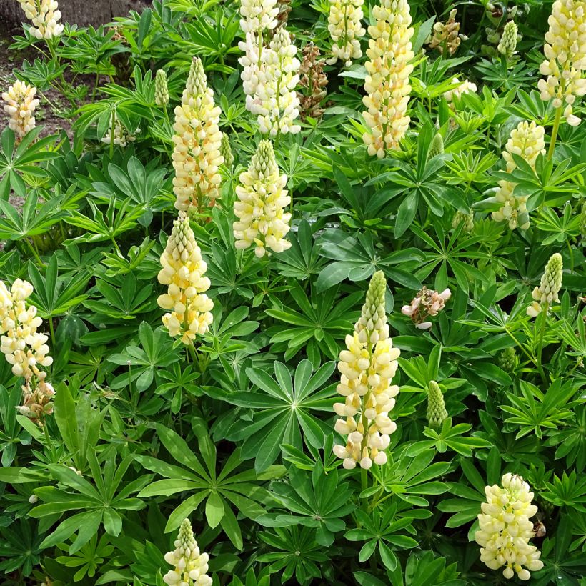 Staudenlupine Gallery Yellow (Wuchs)