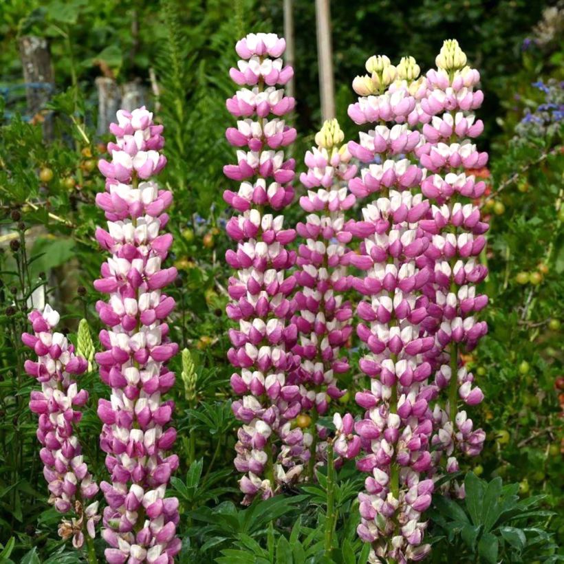 Staudenlupine The Châtelaine (Blüte)
