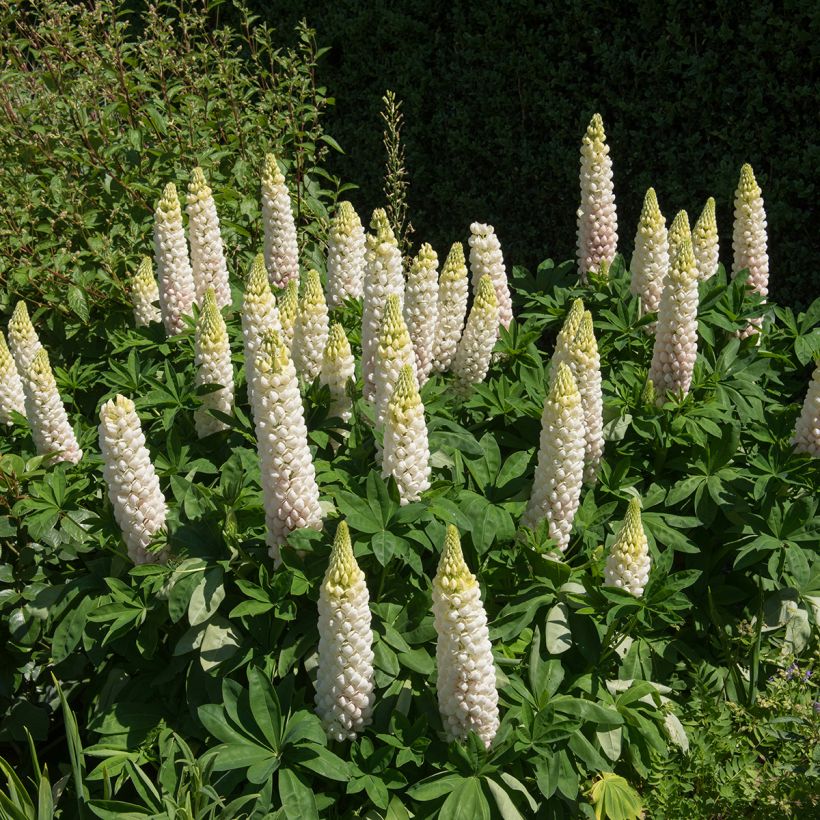 Staudenlupine Noblemaiden (Wuchs)