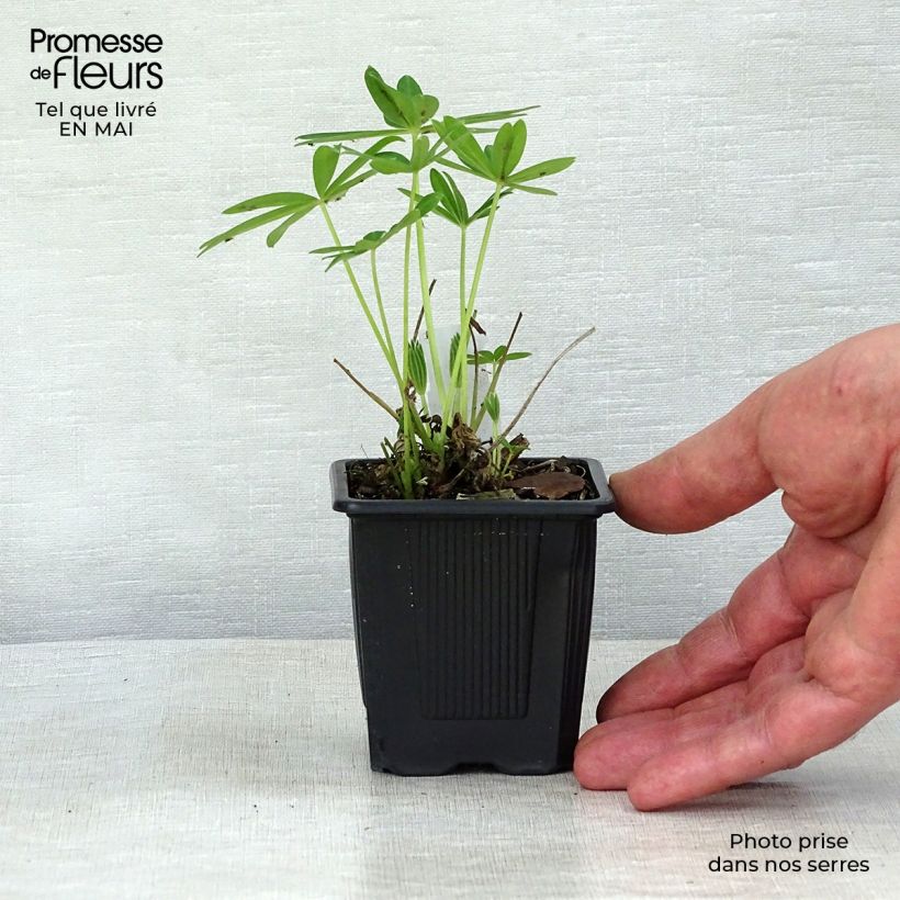 Example of Staudenlupine Chandelier Kleine Töpfe von 7/8 cm as you get in printemps