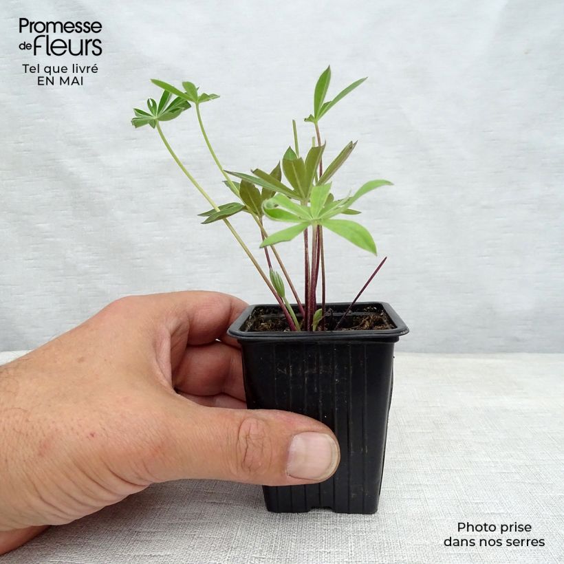 Example of Staudenlupine The Governor Kleine Töpfe von 7/8 cm as you get in printemps