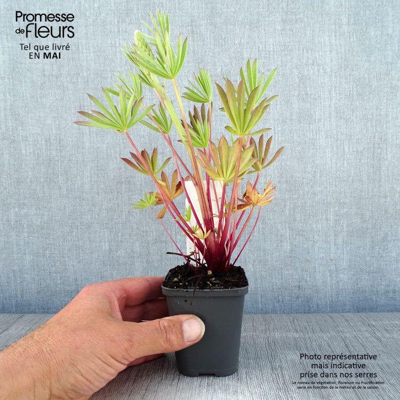 Example of Staudenlupine Minaret Kleine Töpfe von 8/9 cm as you get in printemps