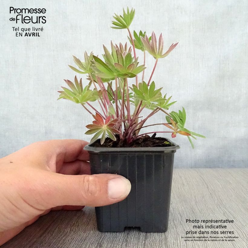 Example of Staudenlupine My Castle Kleine Töpfe von 7/8 cm as you get in printemps