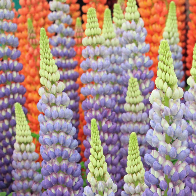 Staudenlupine West Country Persian Slipper (Blüte)