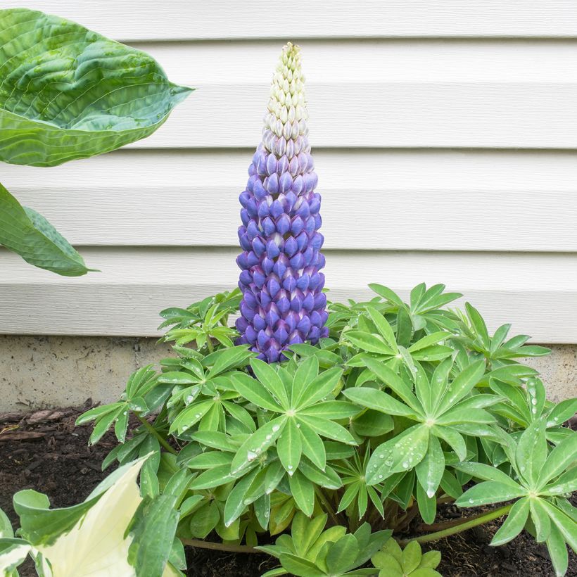 Staudenlupine West Country Persian Slipper (Wuchs)