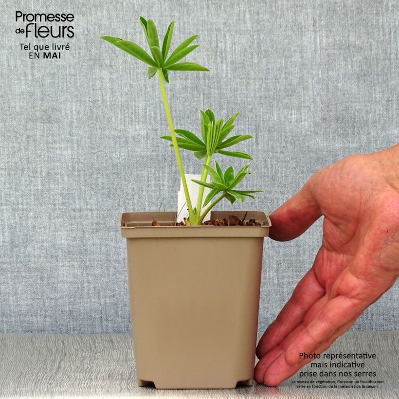 Exemplar von Staudenlupine West Country Polar Princess Topf 10 cm/11cm wie im Frühjahr geliefert