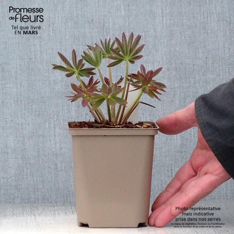 Exemplar von Staudenlupine West Country Salmon Star Topf 10 cm/11cm wie im Frühjahr geliefert