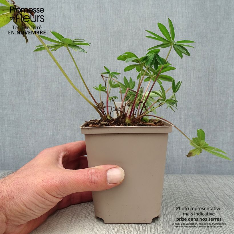 Exemplar von Staudenlupine West Country Tequila Flame Topf 10 cm/11cm wie im Herbst geliefert