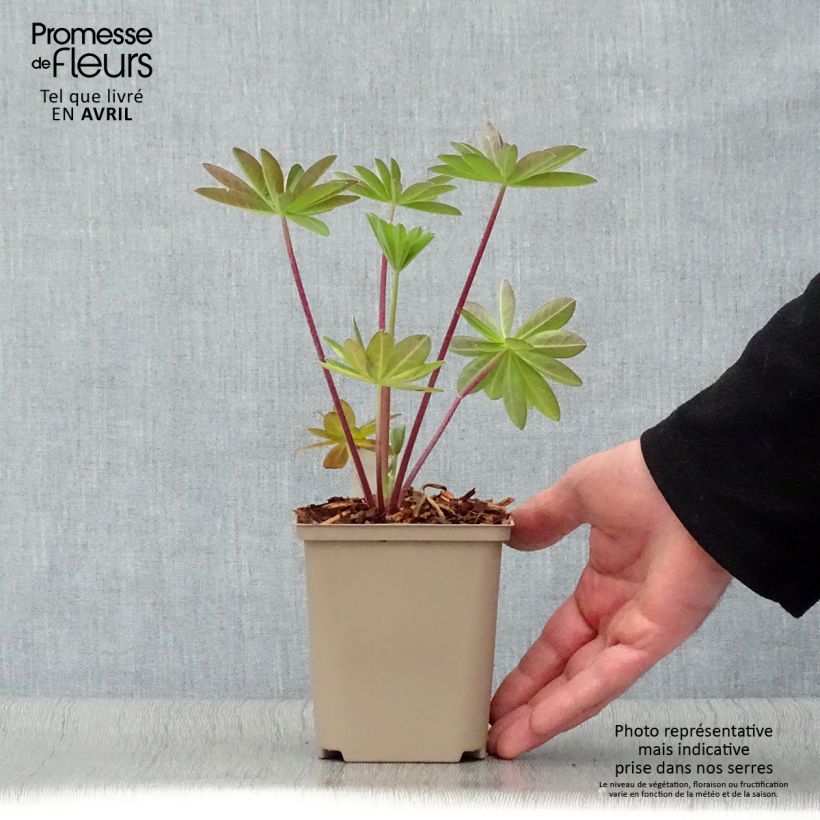 Exemplar von Staudenlupine West Country Tequila Flame Topf 10 cm/11cm wie im Frühjahr geliefert