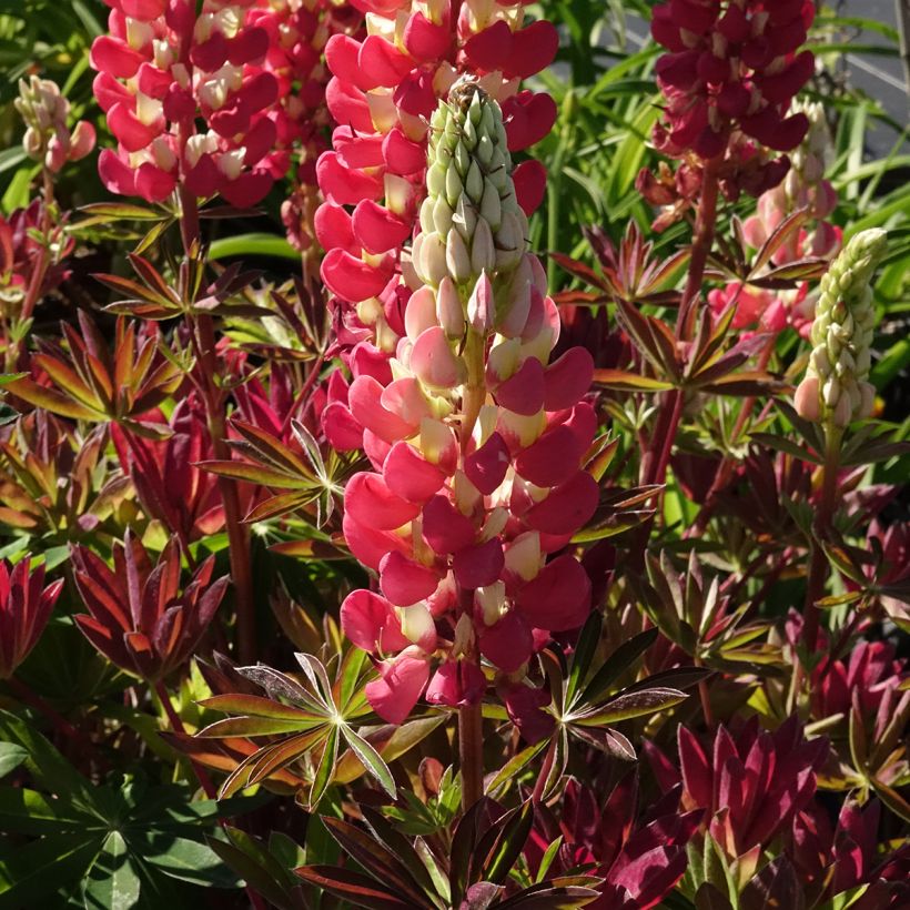Staudenlupine West Country Tequila Flame (Blüte)