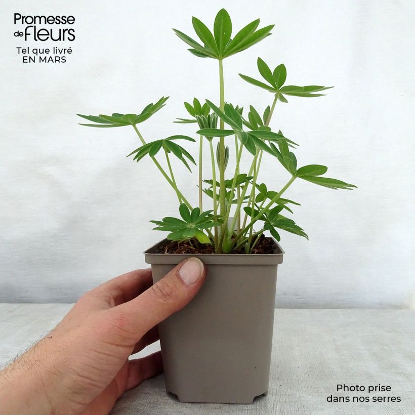 Exemplar von Staudenlupine West Country Terracotta Topf 10 cm/11cm wie im Frühjahr geliefert