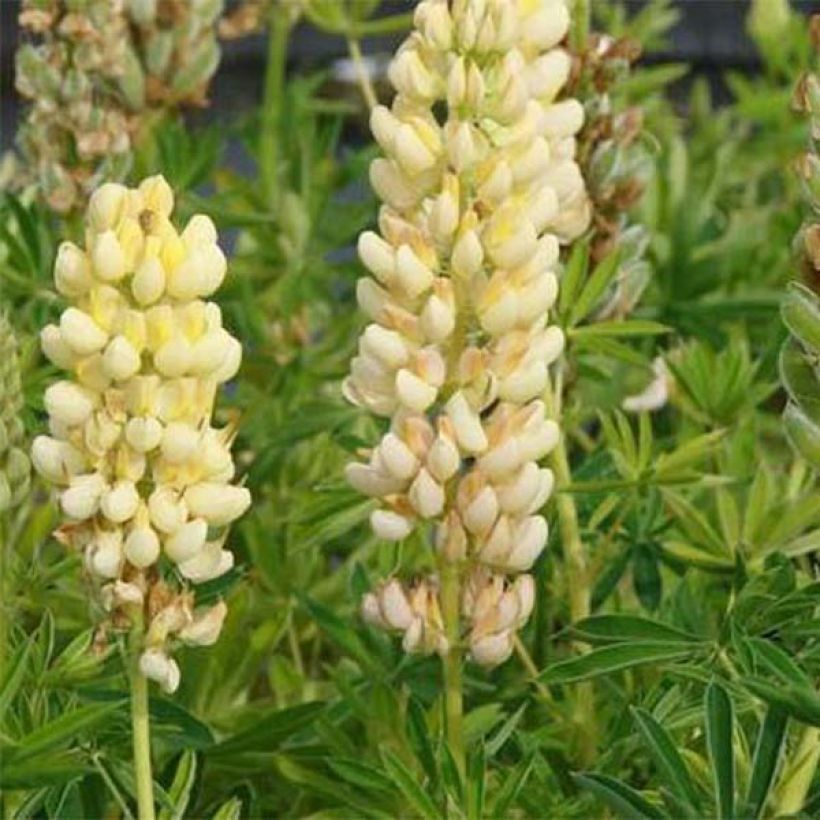 Staudenlupine Chandelier (Flowering)