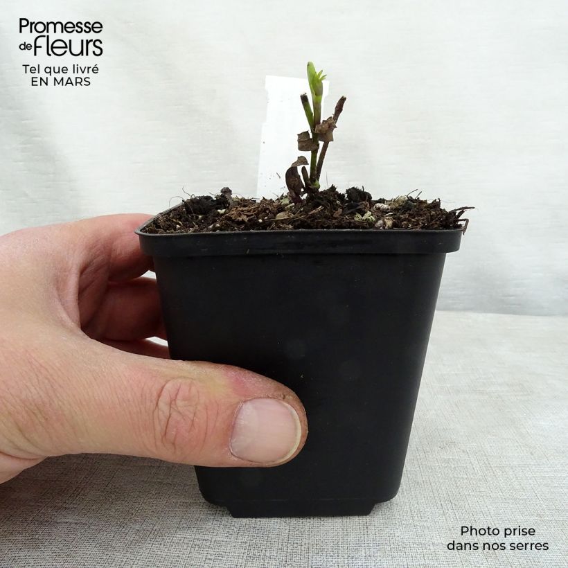 Exemplar von Baptisia Twilight Prairie Blues - Indigolupine Kleine Töpfe von 8/9 cm wie im Frühjahr geliefert