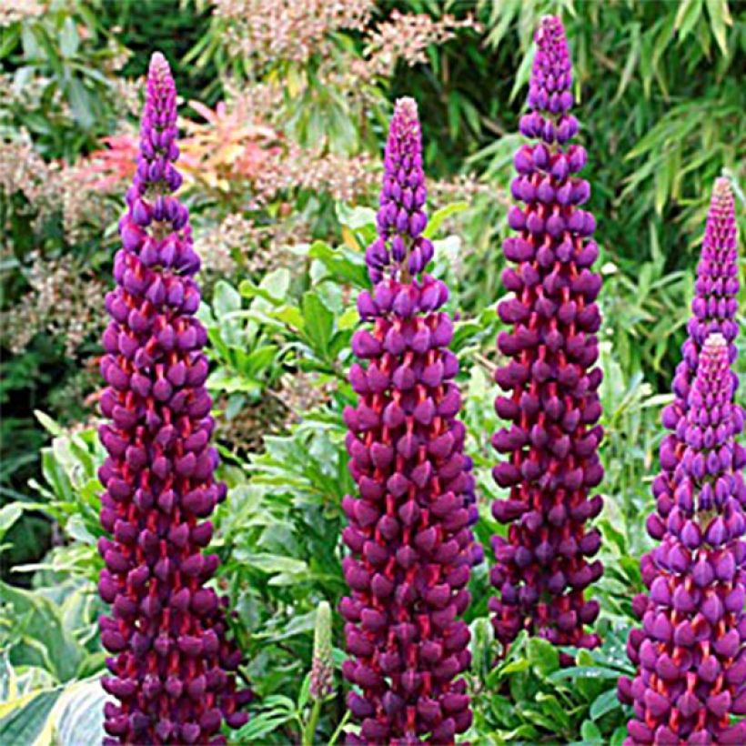 Staudenlupine Masterpiece (Blüte)