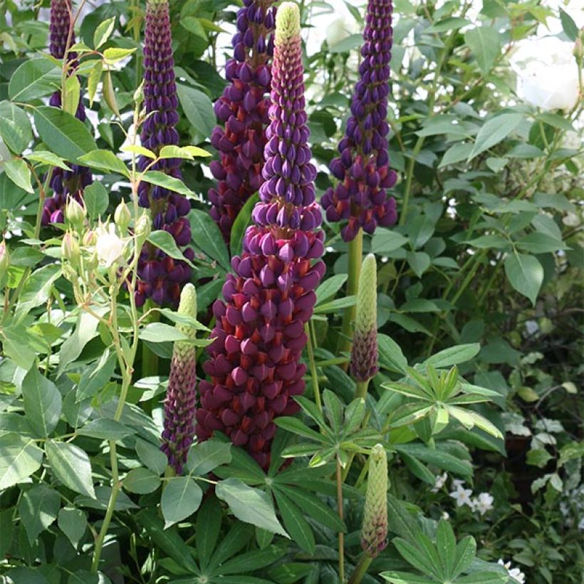 Staudenlupine Masterpiece (Wuchs)