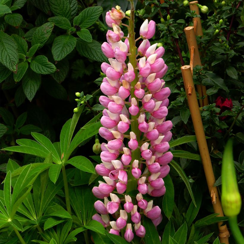 Staudenlupine Minaret (Flowering)