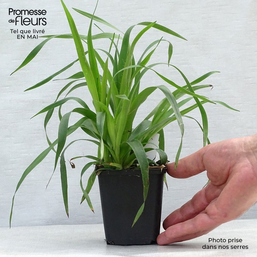 Example of Wald-Hainsimse - Luzula sylvatica Kleine Töpfe von 8/9 cm as you get in printemps