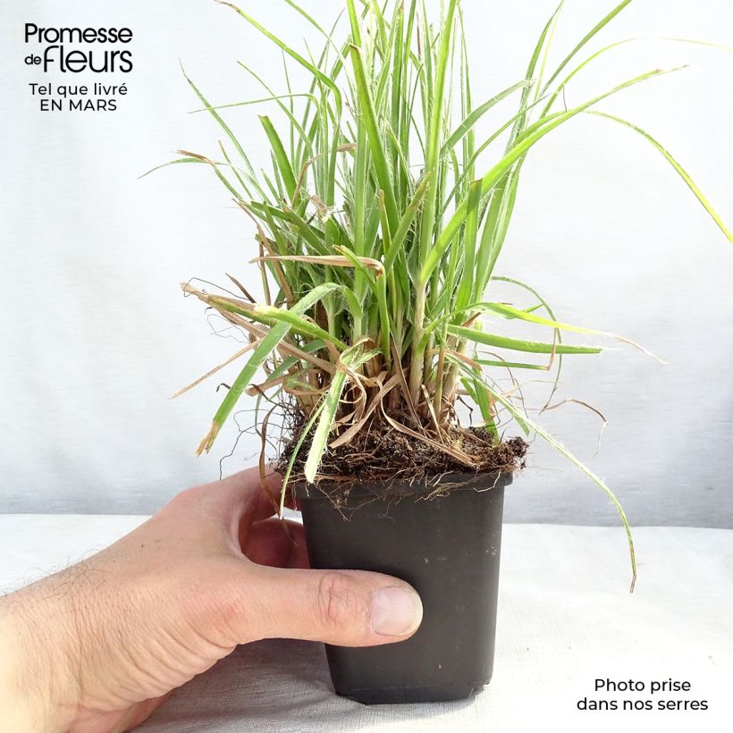 Exemplar von Schnee-Hainsimse - Luzula nivea Kleine Töpfe von 8/9 cm wie im Frühjahr geliefert