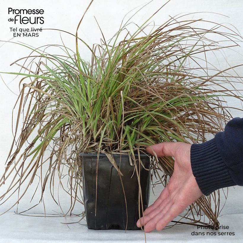 Exemplar von Schnee-Hainsimse - Luzula nivea Topf mit 2L/3L wie im Frühjahr geliefert