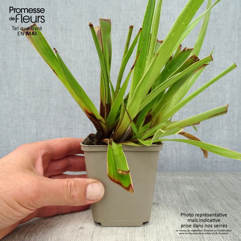 Exemplar von Wald-Hainsimse Marginata - Luzula sylvatica Kleine Töpfe von 8/9 cm wie im Frühjahr geliefert