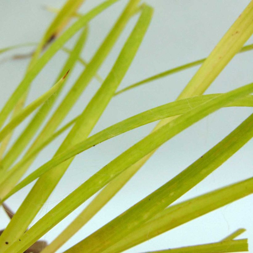 Wald-Hainsimse Solar Flare - Luzula sylvatica (Foliage)