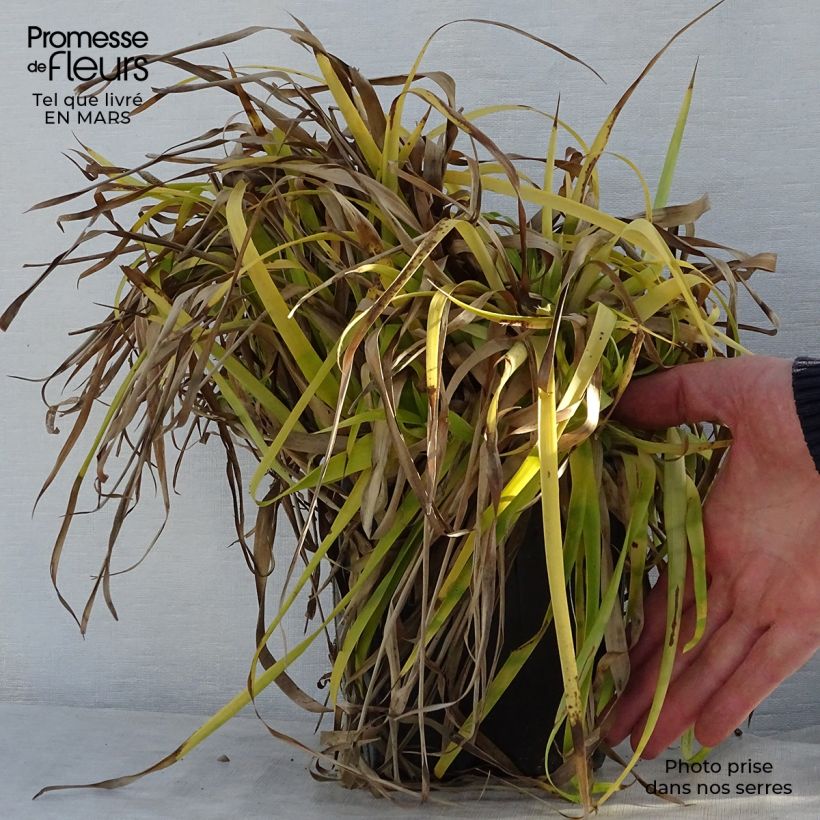 Example of Wald-Hainsimse Solar Flare - Luzula sylvatica Topf mit 2L/3L as you get in printemps