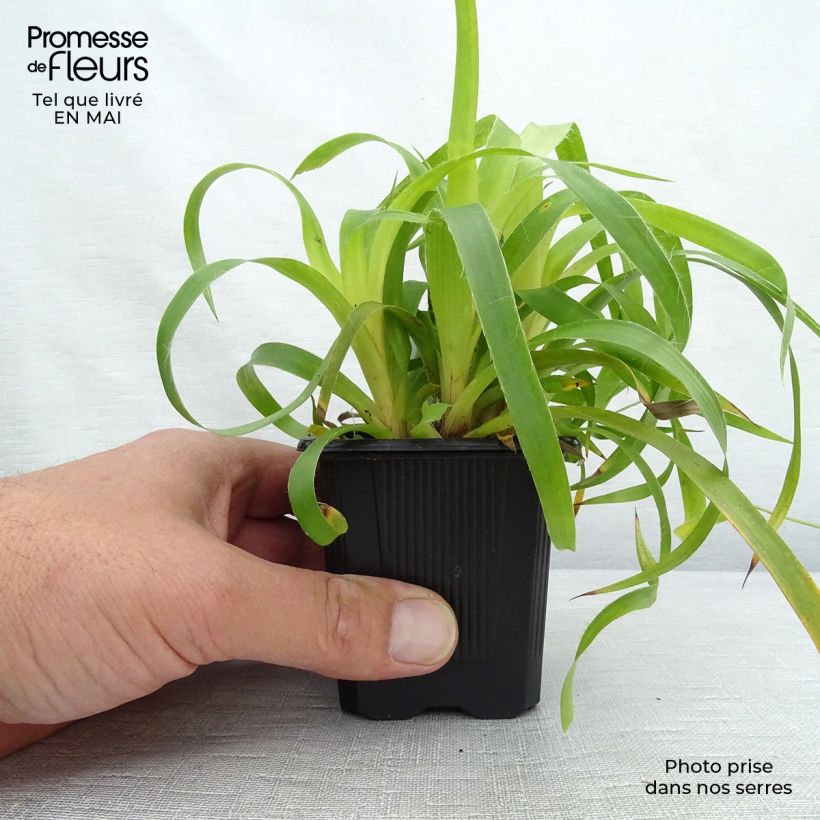 Example of Wald-Hainsimse Solar Flare - Luzula sylvatica Kleine Töpfe von 8/9 cm as you get in printemps