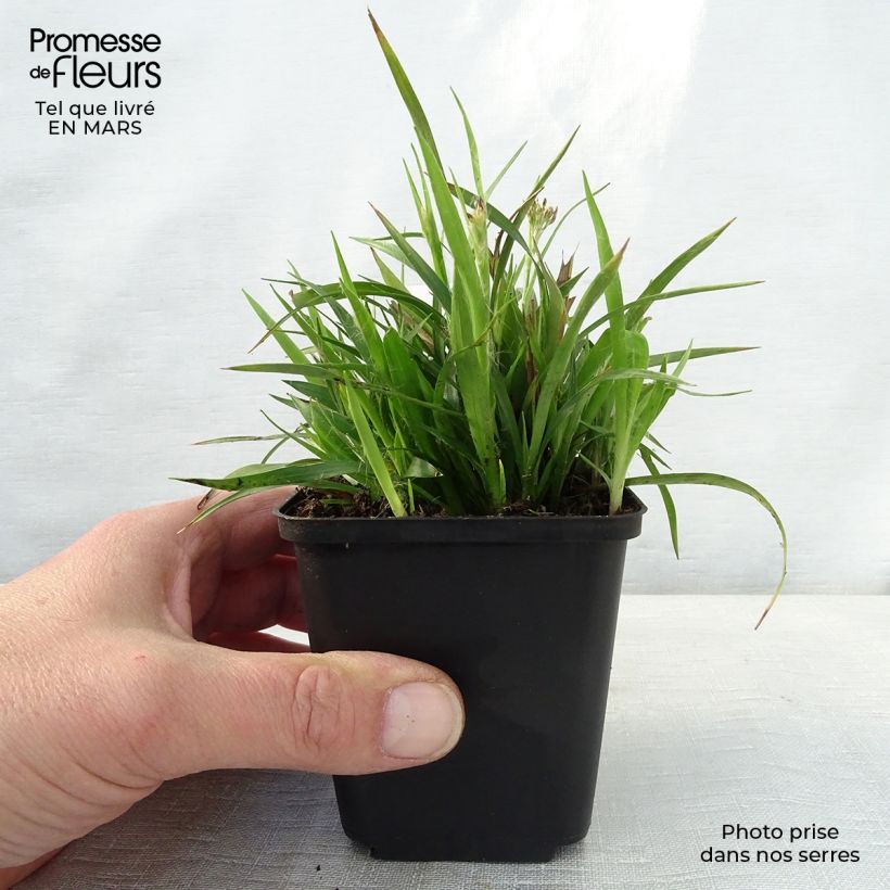 Example of Behaarte Hainsimse - Luzula pilosa Kleine Töpfe von 8/9 cm as you get in printemps