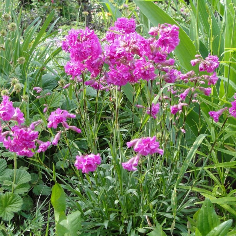 Alpen-Lichtnelke Rosea - Lychnis alpina (Wuchs)