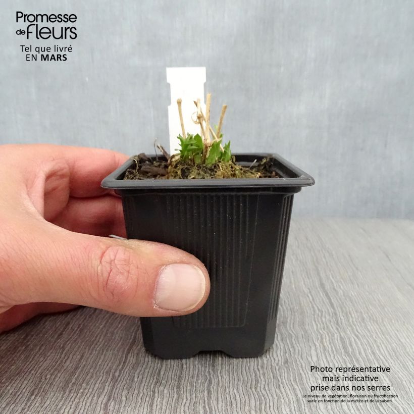 Exemplar von Lichtnelke Flore Pleno - Lychnis chalcedonica Kleine Töpfe von 8/9 cm wie im Frühjahr geliefert