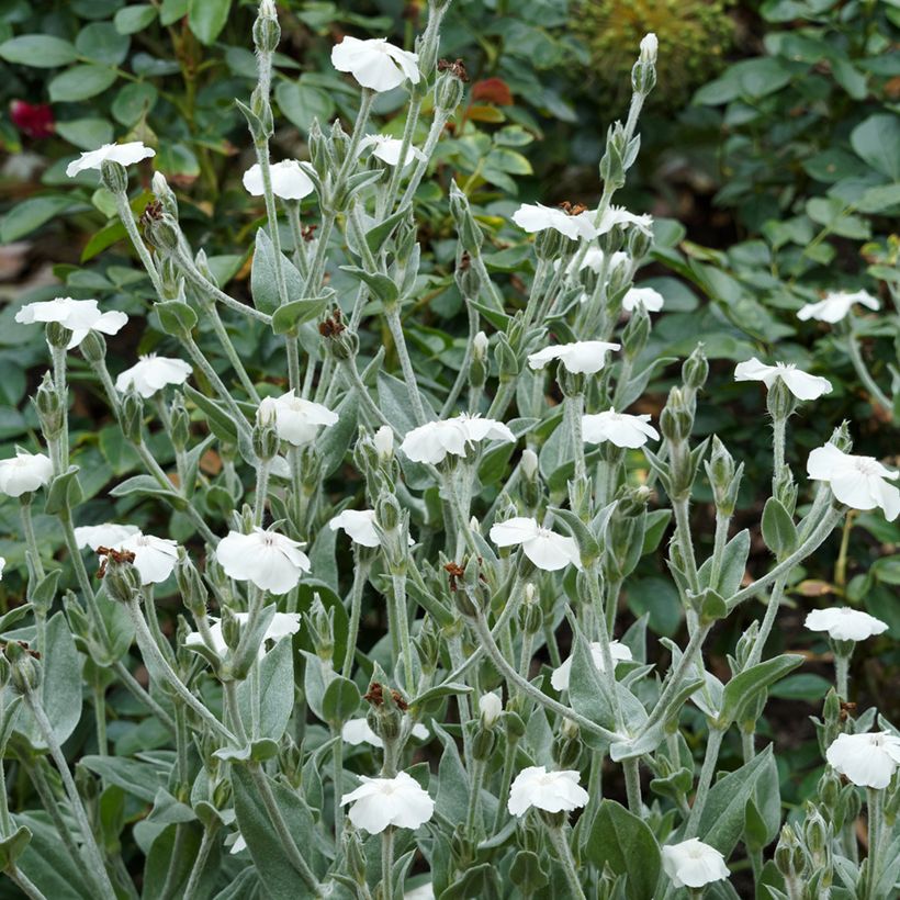 Kranz-Lichtnelke Alba - Lychnis coronaria (Plant habit)