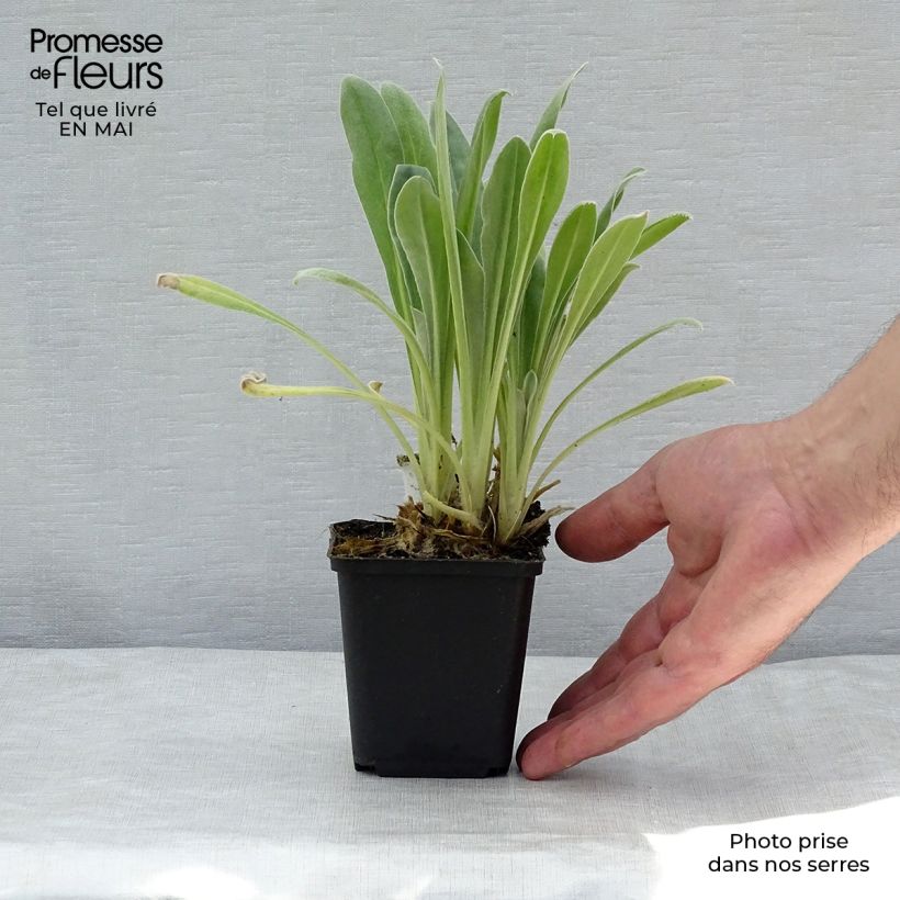 Example of Kranz-Lichtnelke Alba - Lychnis coronaria Kleine Töpfe von 8/9 cm as you get in printemps