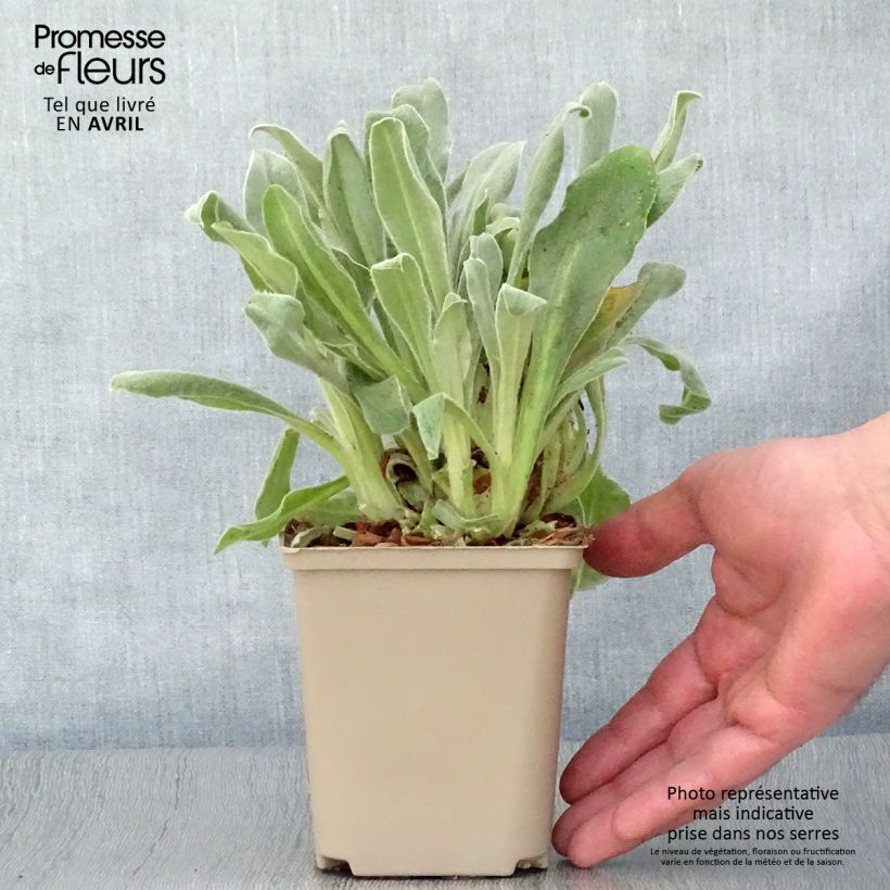 Example of Kranz-Lichtnelke Gardener s World - Lychnis coronaria Kleine Töpfe von 8/9 cm as you get in printemps