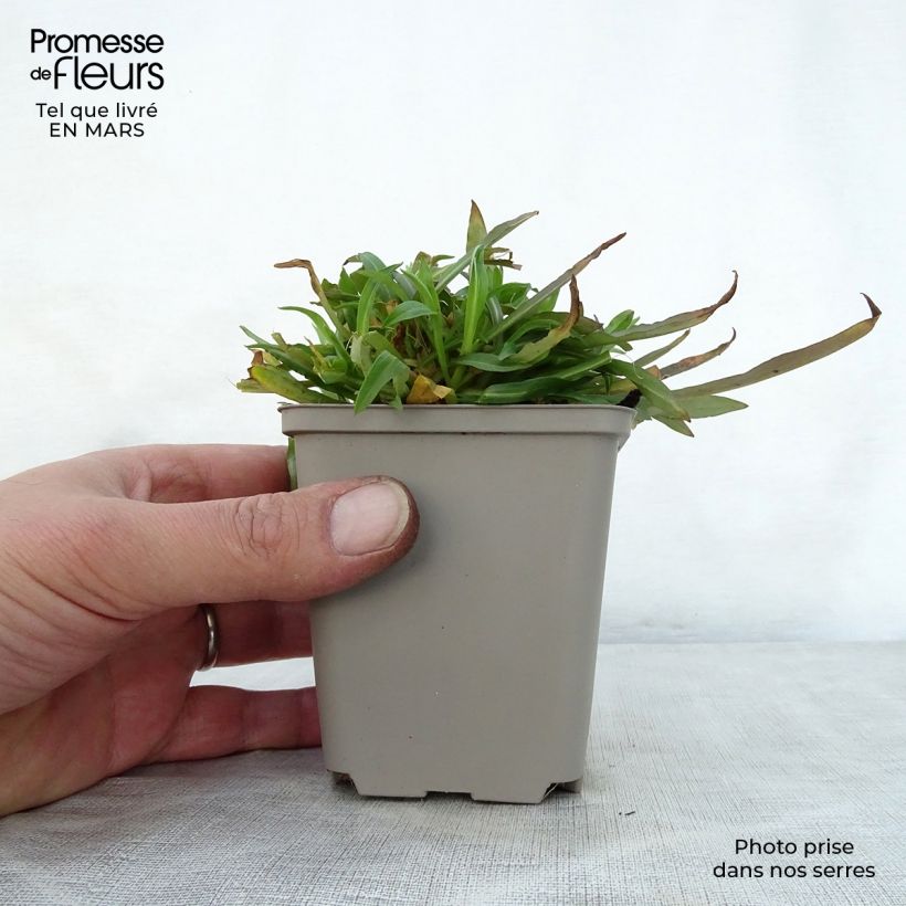 Example of Kuckucks-Lichtnelke Jenny - Lychnis flos-cuculi Kleine Töpfe von 7/8 cm as you get in printemps