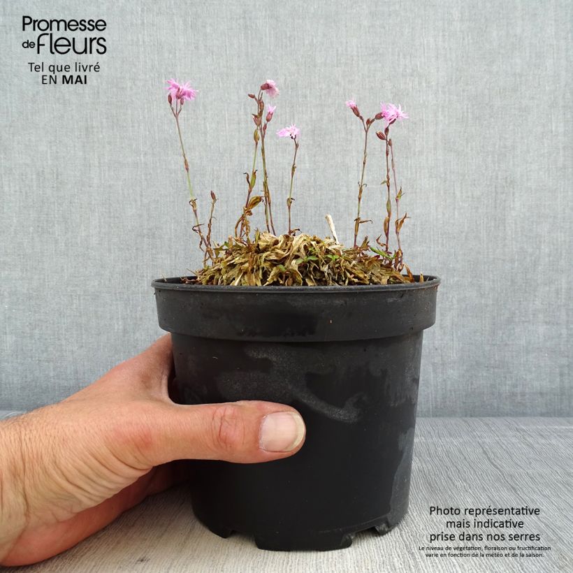 Example of Kuckucks-Lichtnelke Jenny - Lychnis flos-cuculi Topf mit 2L/3L as you get in printemps