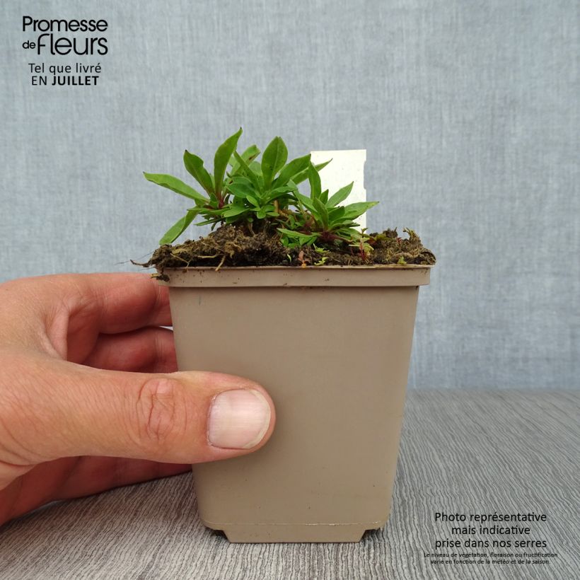Exemplar von Kuckucks-Lichtnelke - Lychnis flos-cuculi Kleine Töpfe von 8/9 cm wie im Sommer geliefert