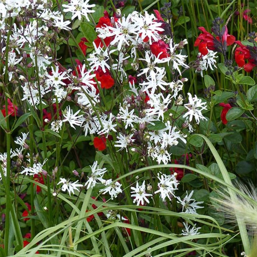 Kuckucks-Lichtnelke White Robin - Lychnis flos-cuculi (Wuchs)