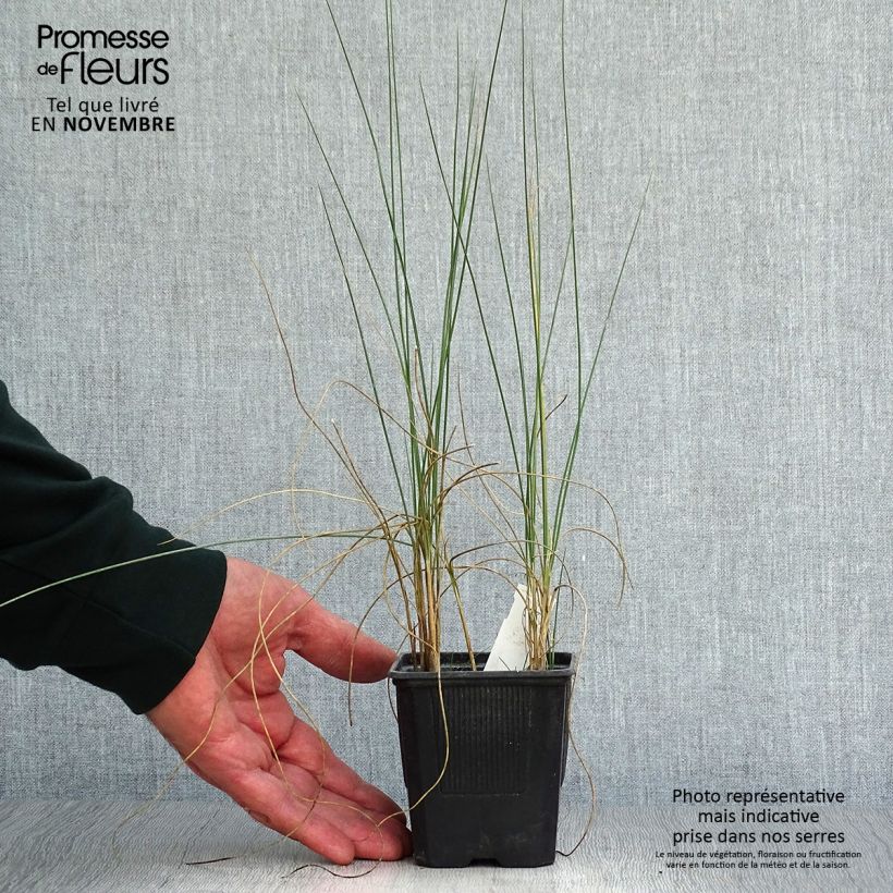 Exemplar von Lygeum spartum - Espartogras Kleine Töpfe von 8/9 cm wie im Herbst geliefert