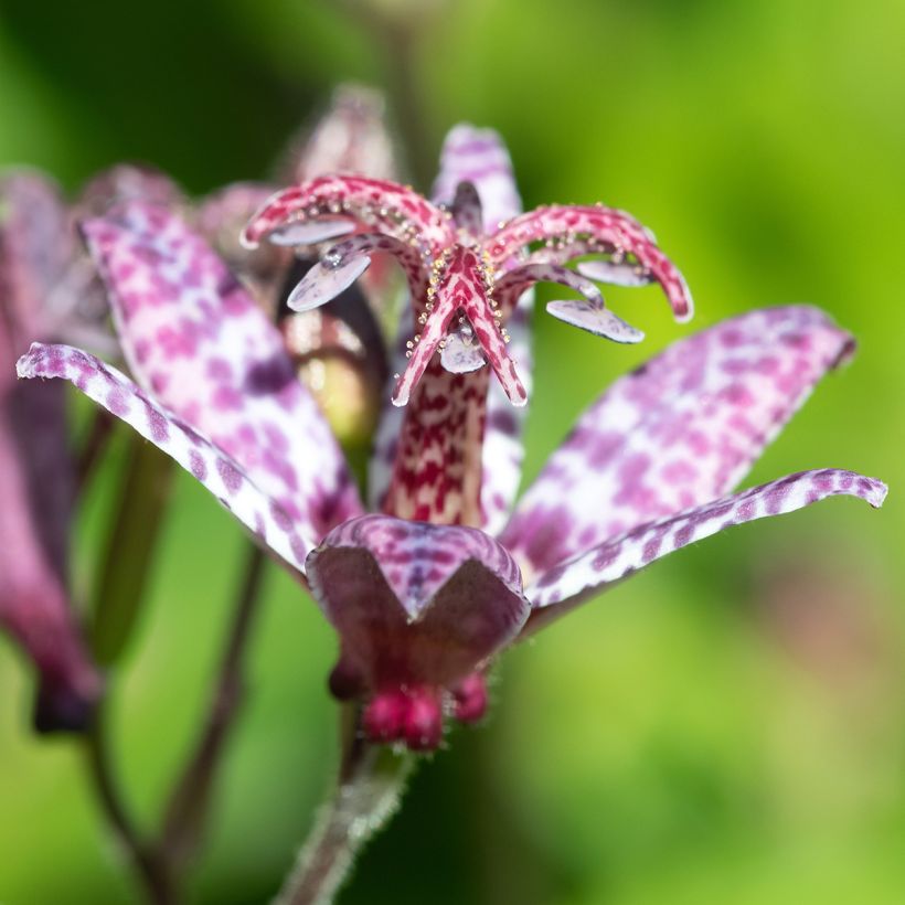 Tricyrtis formosana Autumn Glow - Krötenlilie (Flowering)