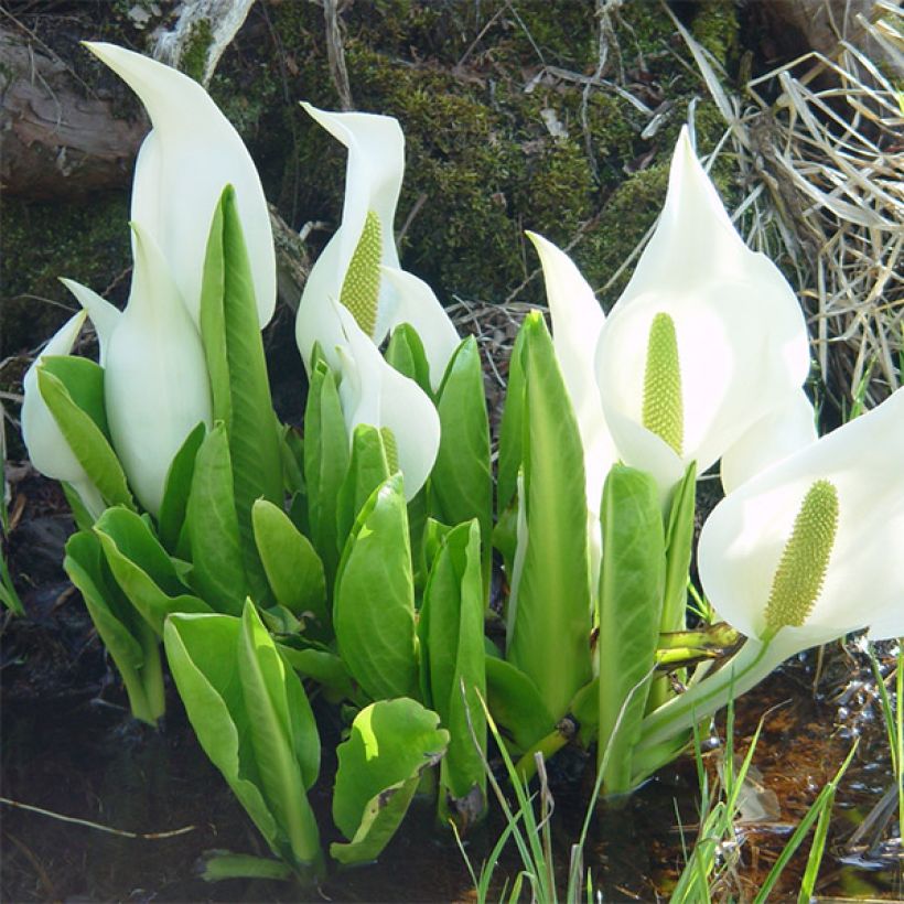 Lysichiton camtschatcensis - Weiße Scheinkalla (Wuchs)