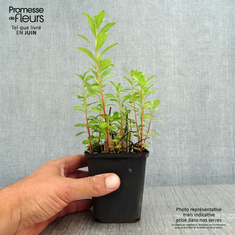 Exemplar von Lysimachia barystachys - Gilbweiderich Kleine Töpfe von 8/9 cm wie im Sommer geliefert