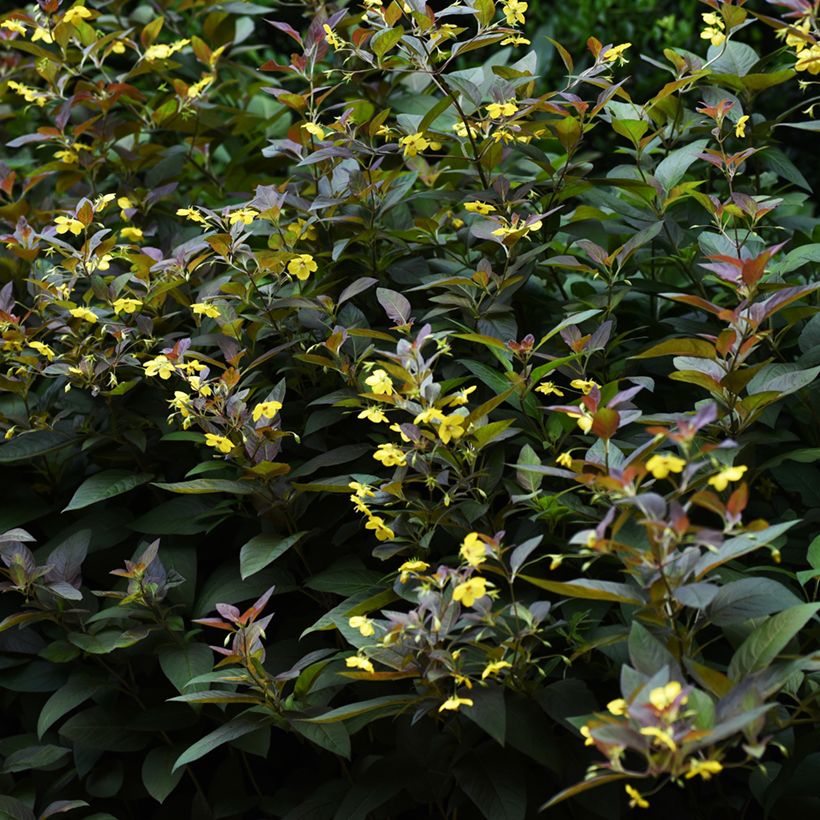Lysimachia ciliata Fire Cracker - Bronze-Felberich (Wuchs)