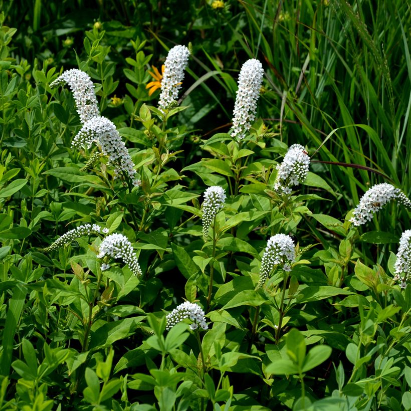 Lysimachia clethroides - Schnee-Felberich (Wuchs)