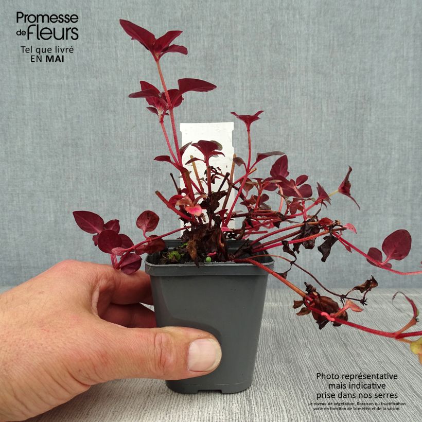 Example of Lysimachia congestiflora - Gedrängtblütiger Gilbweiderich Kleine Töpfe von 8/9 cm as you get in printemps