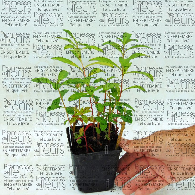 Beispiel eines Exemplars von Lysimachia fortunei - Fortunes Felberich Kleine Töpfe von 8/9 cm wie geliefert