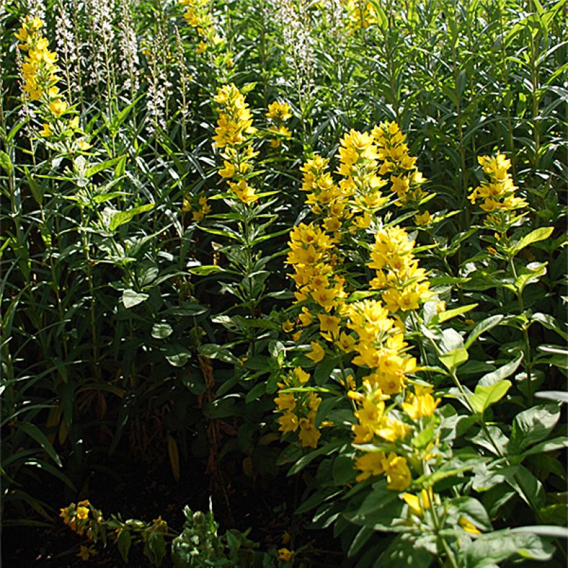 Lysimachia lichiangensis (Wuchs)